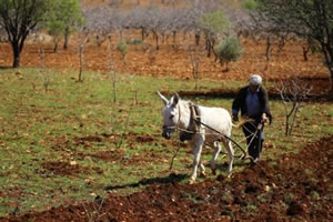 Sınırın Sıfır Noktasında İlkel Yöntemlerle Tarım