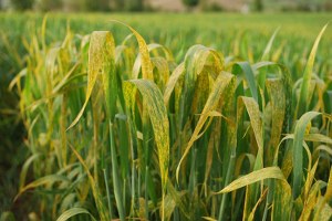 Buğdayda Pas Hastalığı Tespit Edildi