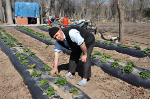 Sorgun da Çilek Üretimi Yaygınlaşıyor