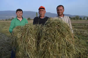 Amerikan Süt Otu Trinova Yaygınlaşıyor