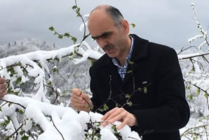 Fındık Üreticileri Bu Sezondan Umudunu Kesti