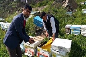 Kabızlık Sorunu Bu Defa Türk Arılarını Vurdu