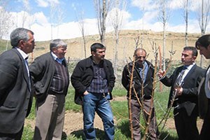 Otlukbeli de Organik Elma Projesi