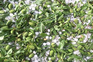 Adıyaman a Ceviz Büyüklüğünde Dolu Yağdı