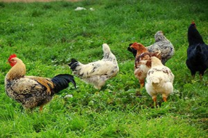 Alaplı da Köy Tavuğu Projesi