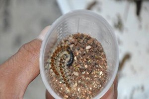 Gaziantep te Ormanlarda Böceklerle Biyolojik Mücadele Verilecek