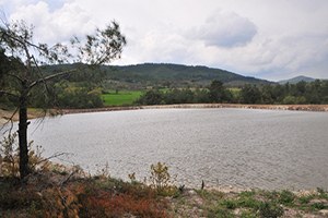 Büyükşehir den Hayvancılığa Büyük Destek