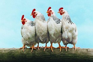 Tüik Kümes Hayvancılığı Üretimi İstatistiklerini Açıkladı