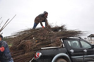 Muş ta 42 Bin Meyve Fidanı Dağıtıldı