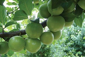 Manisa da Papaz Eriği Hasadı Başladı