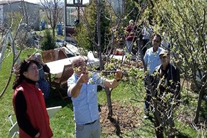 Tepebaşı nda Meyve Ağaçları ve Üzüm Bağları Budandı