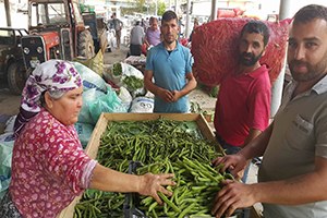 Bakla da Son Günler Bezelyeler Piyasada
