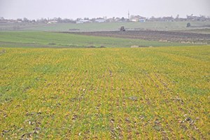 Uzunköprü de Buğdaydaki Erken Sararmalar İncelendi