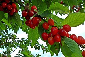 İhracatlık Erkenci Kirazı Dolu Afeti Vurdu