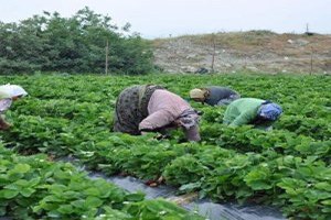 Eskiden Göç Veren Köyler Çilek Sayesinde Göç Alıyor