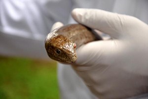 Herkesin Yılan Sandığı Oluklu Kertenkele Tedavi Ediliyor