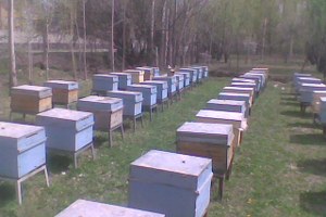 Kavak ta Arıcılara Kovanlara İlkbahar Bakımı Uyarısı