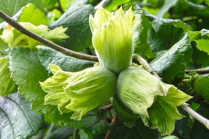 Milli Ürünü Yabancılar Yönetiyor