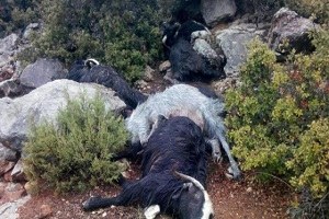 Sürüye Yıldırım Düştü 35 Keçi Telef Oldu