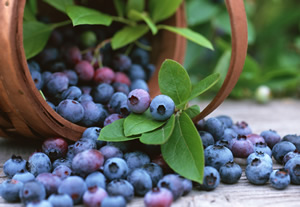 Yaban Mersini Dağ Yöresinin Gelir Kapısı Olacak