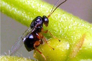 Kestane Düşmanı Gal Arısı ile Mücadelede İçin Gladyatör Böcek Yetiştirildi