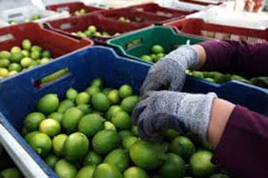 Gıda İhracatımız 10 Yılda Yaklaşık 3 Kat Artış Gösterdi