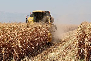 Türkiye Önemli Tarım Ürünlerinde Kendine Yetiyor