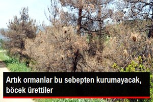 Zararlı Böcekleri Yok Edecek Faydalı Böcek Üretildi