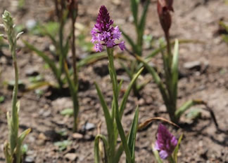 Muğla da Endemik Bitkiler Korunuyor