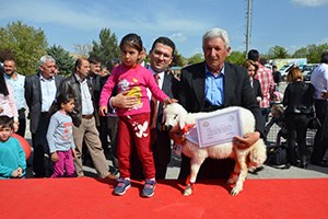 Malatya da En Güzel Kuzu Yarışması Yapıldı