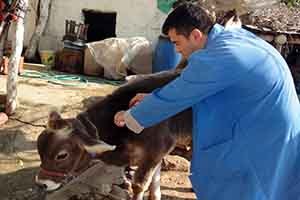 Osmaniye de Hayvanları Aşılama Çalışmaları