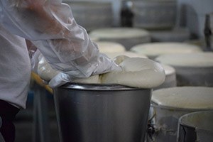 Peynir Üretim Kursundaki Kursiyerler Üretime Başladı