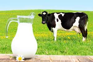 Şubatta Toplanan İnek Sütü Miktarı 750 Bin Tona Ulaştı