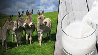 Eşek Sütünde Fırsatçılık