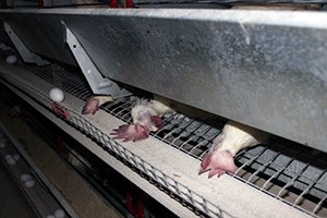 Elektrik Gitti Tavuklar Telef Oldu