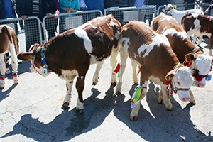 En İyi Buzağı Yarışması Yapıldı