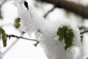 Fındıkta Zirai Don Hasar Tespiti