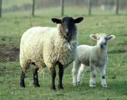 Keçi Ve Koyunlara Çip Takılıyor