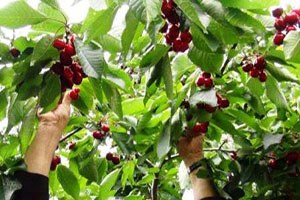 Kemalpaşa da Kirazda Sezonun İlk Hasadı Yapıldı