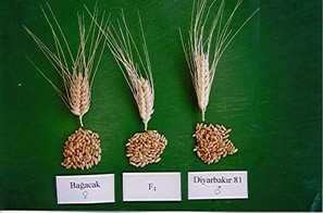 Dicle Üniversitesi nde 2 Yeni Tohum Çeşidi Daha Geliştirildi