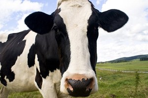 Ardahan da Şap Karantinası