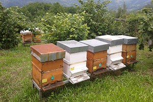 Arıcılar Dolandırıcılar Konusunda Uyarıldı