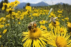 Arıcılık Katma Değeri Yüksek Ürünlerle Gelişecek