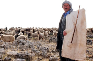 250 Koyunu Olana Yılda 5 Bin TL Çoban Desteği Sağlanacak