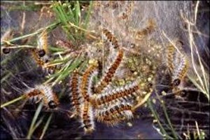 Muğla da Çam Kese Böceği ile Mücadele