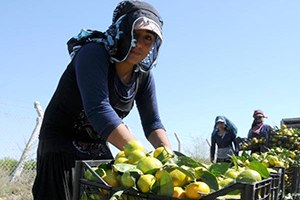 Çukurovalı Üretici Banka Kredilerinin Ertelenmesini İstedi