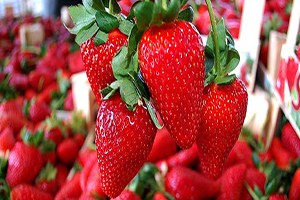 Dörtyol da Çilek Ekimi