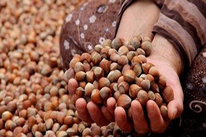 İhracatçı Birliği Fındık Üreticisini Uyardı