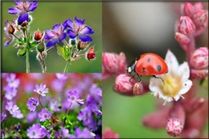 Doğu Karadeniz in Endemik Bitkileri Dünyaya Tanıtılacak