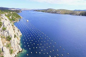 Marmara Denizi nde Midye Çiftliği Tehlikesi